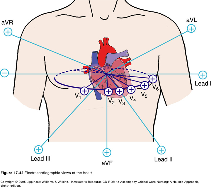 ecg_leads